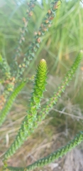 Epacris pulchella