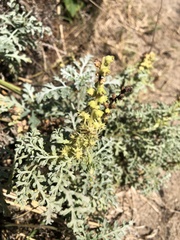 Ambrosia chamissonis