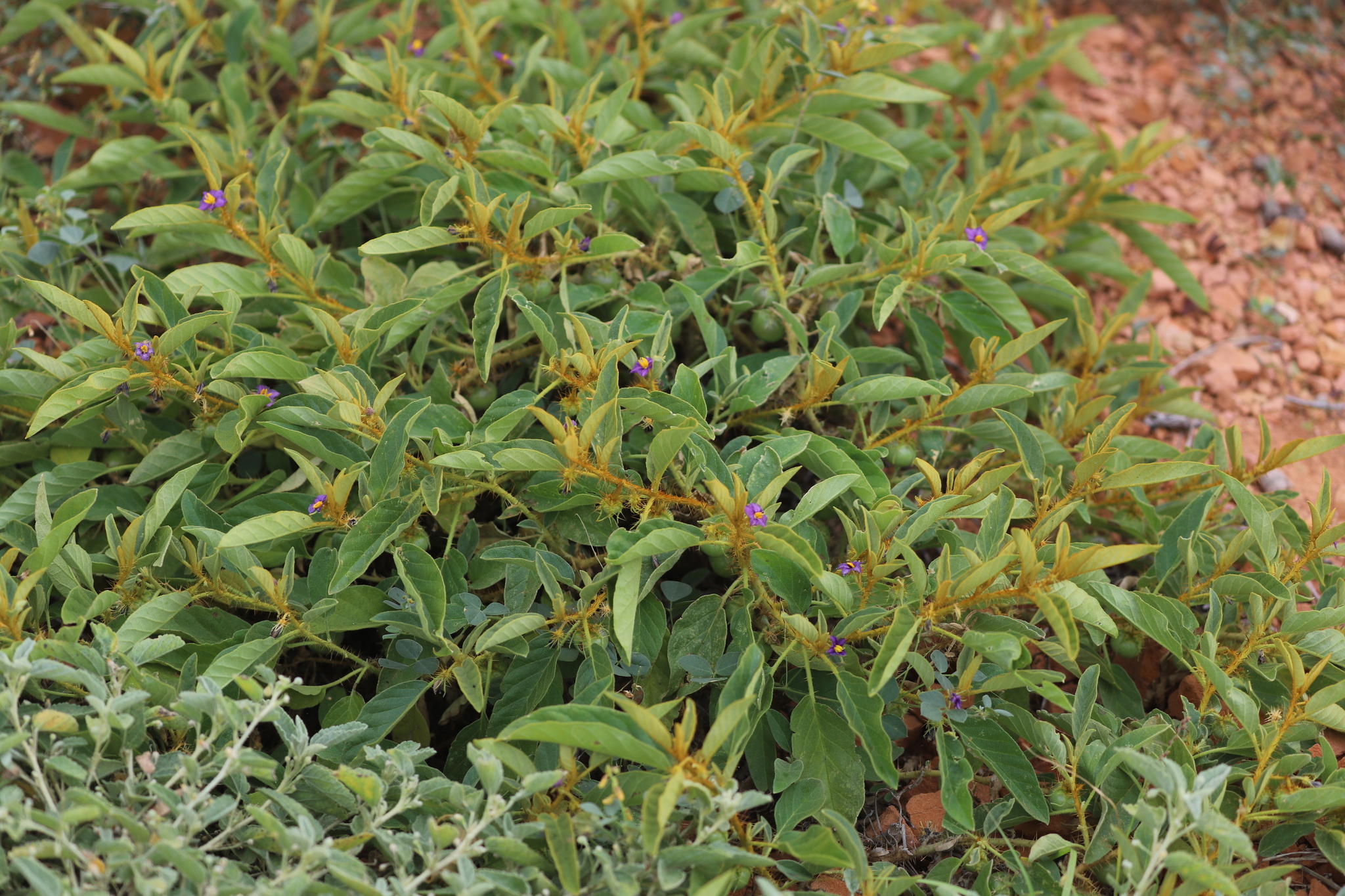 Solanum senticosum