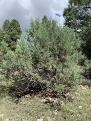 Juniperus scopulorum