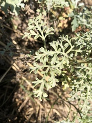 Ambrosia chamissonis