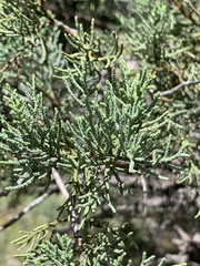 Juniperus scopulorum
