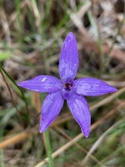 Glossodia minor