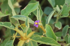 Solanum senticosum