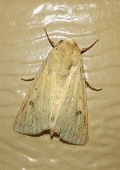 Helicoverpa zea