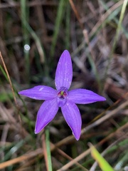 Glossodia minor