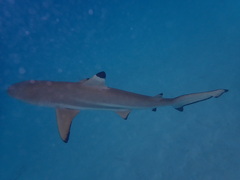 Carcharhinus melanopterus