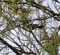 Anthochaera carunculata