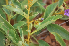 Solanum senticosum