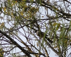 Anthochaera carunculata