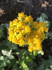 Eriophyllum staechadifolium