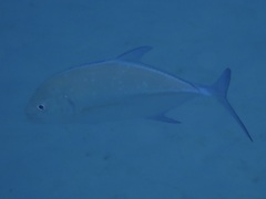 Ferdauia orthogrammus