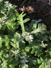 Eriophyllum staechadifolium