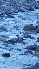 Hymenolaimus malacorhynchos