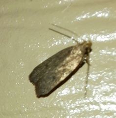 Glyphidocera juniperella