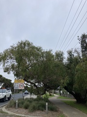 Eucalyptus viminalis