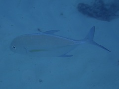 Ferdauia orthogrammus