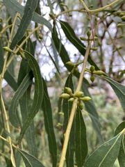 Eucalyptus viminalis