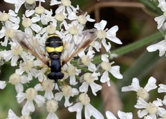Chrysotoxum bicinctum