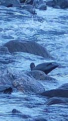 Hymenolaimus malacorhynchos