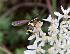 Chrysotoxum bicinctum
