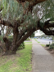 Eucalyptus viminalis