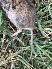 Microtus pennsylvanicus