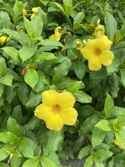 Allamanda