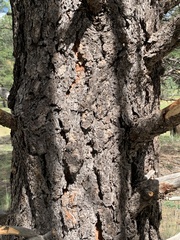 Pinus ponderosa