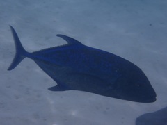 Caranx melampygus