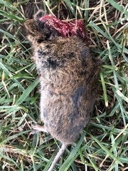 Microtus pennsylvanicus