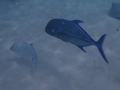 Caranx melampygus