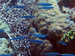 Pterocaesio trilineata