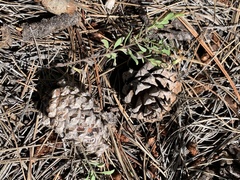 Pinus ponderosa