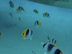 Chaetodon ulietensis