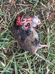 Microtus pennsylvanicus