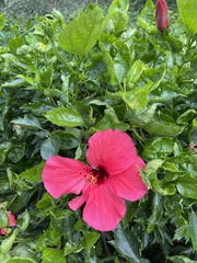 Hibiscus rosa-sinensis