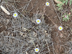 Erigeron divergens