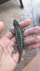 Sceloporus occidentalis