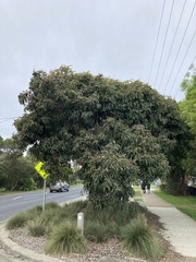 Corymbia ficifolia