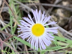 Erigeron divergens