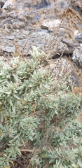Atriplex paludosa