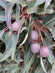 Corymbia ficifolia