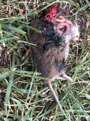 Microtus pennsylvanicus