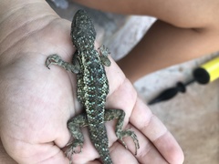 Sceloporus occidentalis