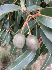 Corymbia ficifolia