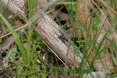 Camponotus suffusus