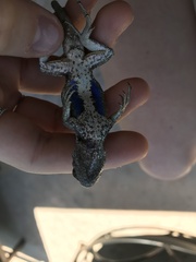 Sceloporus occidentalis