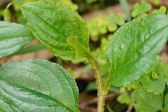 Hackelia latifolia