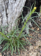 Xerochrysum viscosum